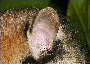 Même si on le trouve dans les vergers, se déplaçant d'arbre en arbre, il affectionne les greniers. Entendez-le courir, la nuit.