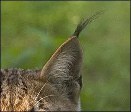 Il est aussi doué d'une vue aiguisée.