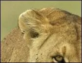 Grande chasseresse de la savane.