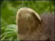 De sa peau on en fit des manteaux.