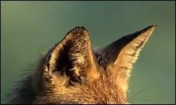 De sa peau aussi on en fit des manteaux.