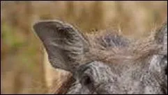 On le dit verruqueux.