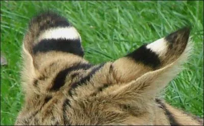 Alors, qu'entendez-vous ronronner ?