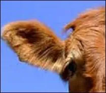 Une identification qui se révèle des plus simples.