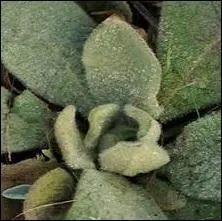 Je vous fais une fleur pour la fin.
Quel nom porte cette plante aux feuilles épaisses et laineuses ?