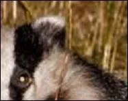 Son nom peut devenir une insulte.