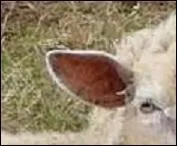 Joliment moutonnant dans les prés.