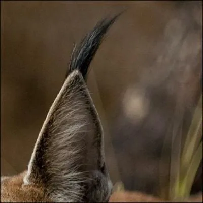 L'ouïe est fine, très fine.