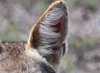 On ne fait pas une bonne réputation à cet opportuniste sournois.
