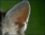 Complice de vos réflexions et juge impartial de vos écrits.