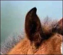 Vous sauterez les obstacles avec lui.