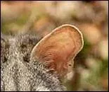 Mammifère carnivore nocturne au pelage gris taché de noir.