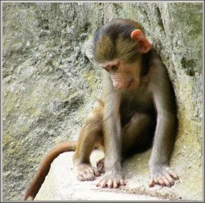 Comment s'appelle-t-elle/il ?