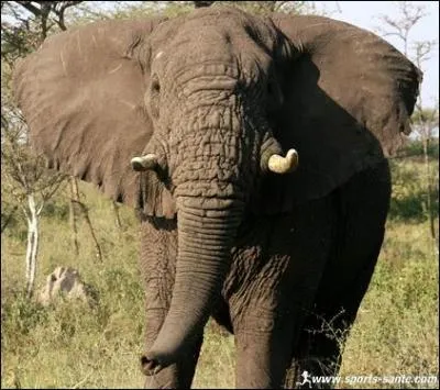 Comment s'appelle-t-elle/il ?