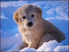 Quelle nation domine le tableau des médailles ?