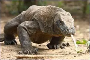 Qu'est-ce qu'un dragon de Komodo ?