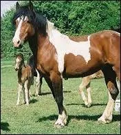 Quelle est la race de ce cheval ?