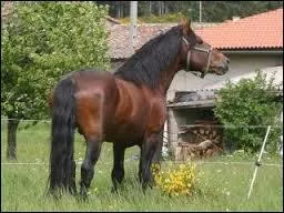 Quelle est la race de ce cheval ?