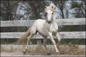 Quelle est la race de ce cheval ?