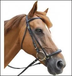 Quel est le nom de cette muserolle ?