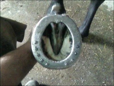 Comment nomme-t-on cette ferrure ?