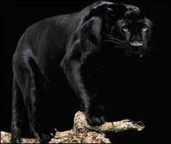 Comment s'appelle la panthère qui se trouve dans les publicités de la marque Dulux Valentine ?