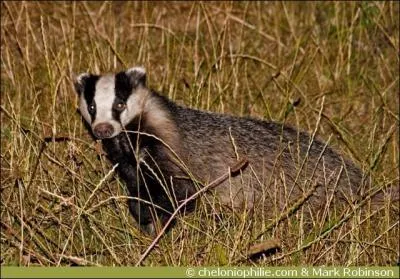 Il est sans culture, sans élégance, le parfait cuistre en somme.