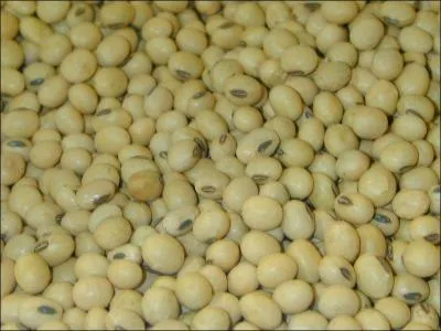 Naturellement riches en protéine et en huile, ces graines proviennent d'une légumineuse originaire de la Chine et du Japon. De quelles graines s'agit-il ?