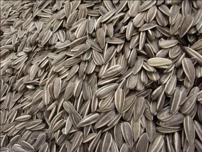 Elle représente l'une des trois sources principales d'huile alimentaire en Europe et son nom est emprunté à l'italien "girasole" qui signifie « tourne avec le soleil ». Quelle est cette graine ?