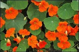 Elles sont si jolies ces fleurs qu'on les dévorerait volontiers. Ce sont des ...