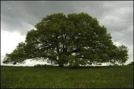 Cet arbre remarquable se trouve à Tombeboeuf, commune du Sud-Ouest de la France, en Aquitaine. De quelle espèce s'agit-il ? C'est un ...