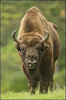 Ce bovidé existe en Europe, voici celui de la réserve des grottes de Han (Belgique). Quel est son nom ? C'est un ...