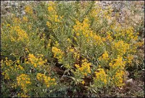 L'inule visqueuse fleurit en automne.