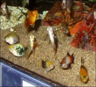 De nombreux poissons et reptiles sont ovovivipares.