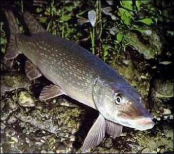 Le brochet est un poisson vorace.
