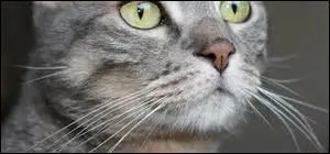 Combien le chat a-t-il de moustaches ?