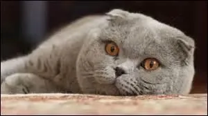 Un chat est-il solitaire ?