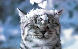 Le chat des neiges existe-t-il ?