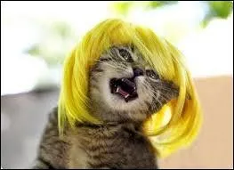 Un chat peut servir de baromètre.