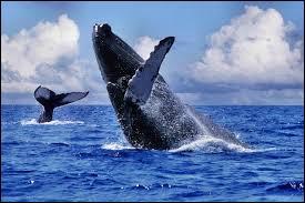Tous les mois de juillet et d'août, à Sainte-Marie, une île appartenant à Madagascar, on peut contempler la migration des baleines. Dans quelle mer cette île baigne-t-elle ?