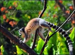 Lequel de ces animaux ne trouve-t-on pas dans le parc botanique et zoologique de Tsimbazaza, à Antananarivo ?