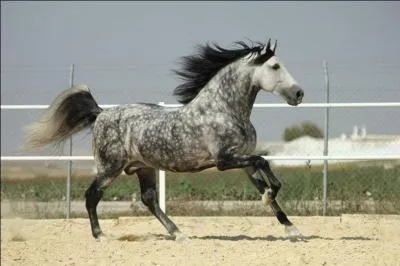 Quelle est la race de ce cheval ?