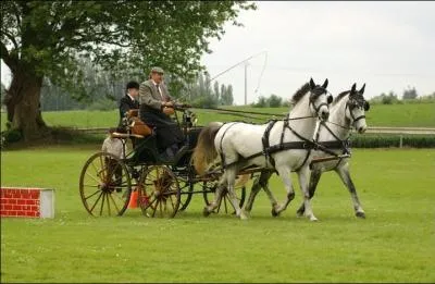 Comment s'appelle ce sport équestre ?
