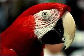 Lequel de ces aras est le plus grand ?