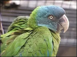 Lequel de ces aras a seulement le cercle oculaire nu ?