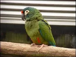 L'ara maracana a aussi un autre nom, lequel ?