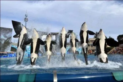 Jusqu'à combien d'orques peut-il y avoir dans un groupe ?