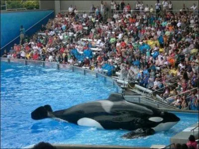 Quel est le plus gros poids qu'une orque mâle atteint ?