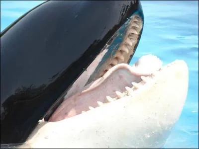 Combien de dents l'orque possède-t-elle ?