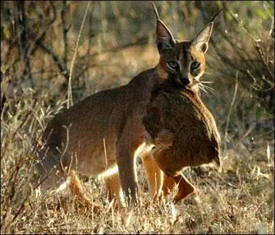 Fêtes données en l'honneur des morts, chez les Romains !